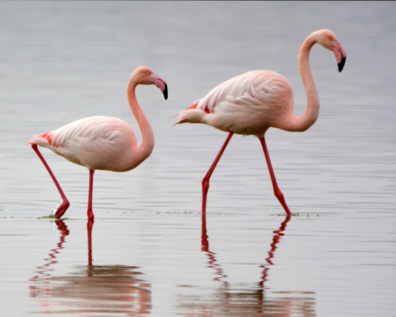 Flamingos & Bird Watching