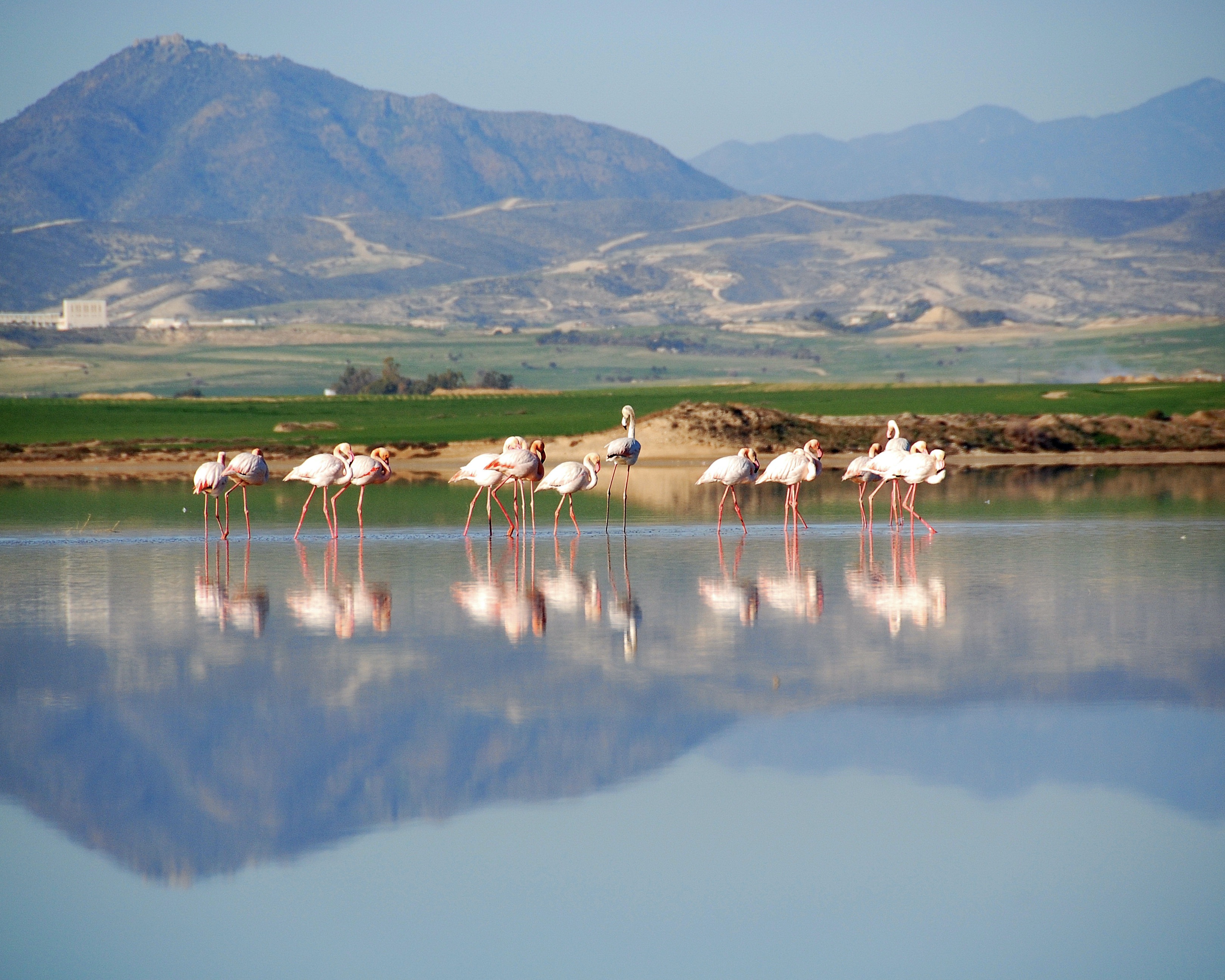 Flamingos at the Salt Lake